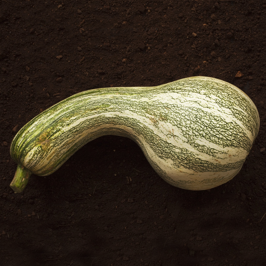 Green Striped Cushaw Squash Seeds