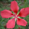 Great Red Hibiscus Seeds (Hibiscus coccineus)