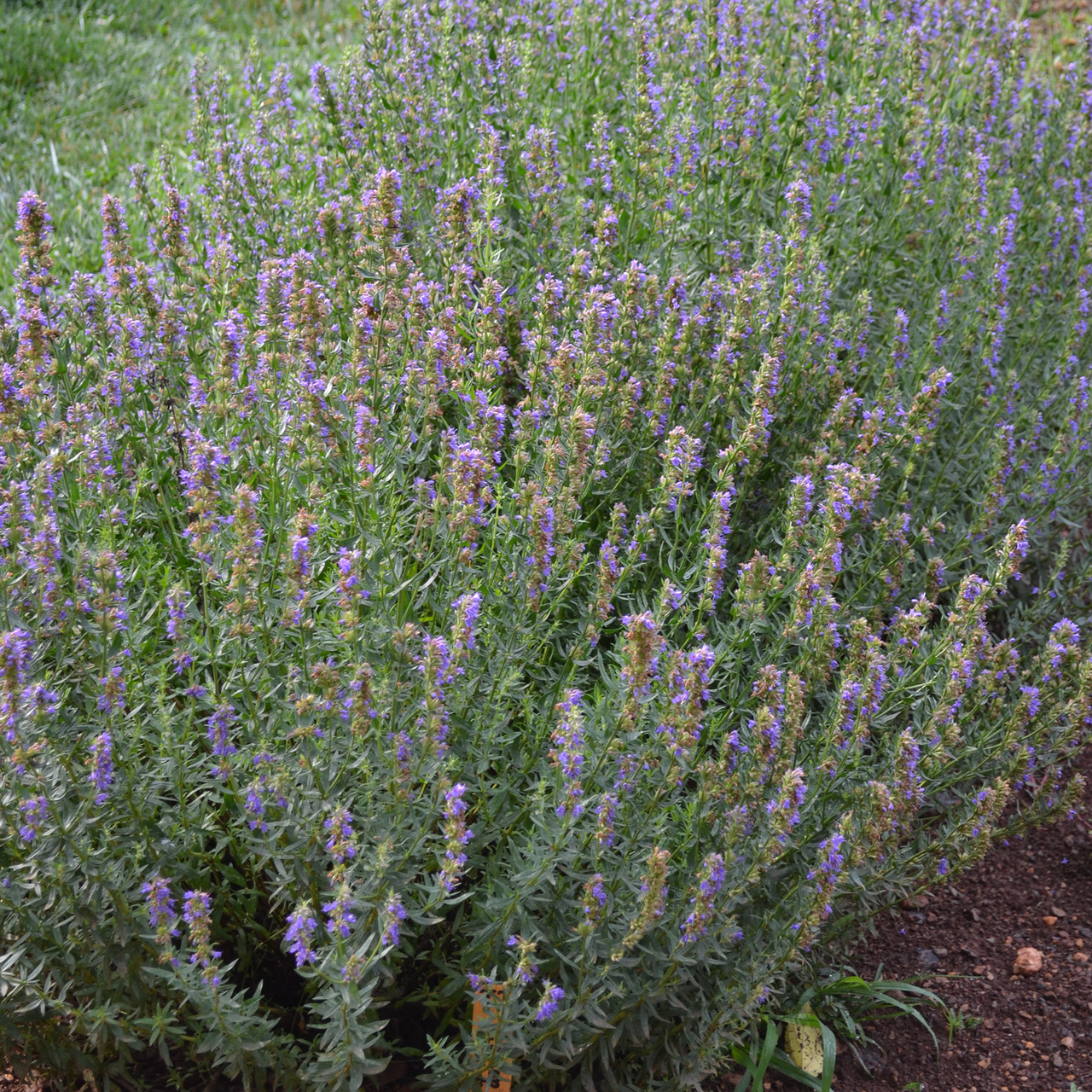 Hyssop (Hyssopus officinalis)