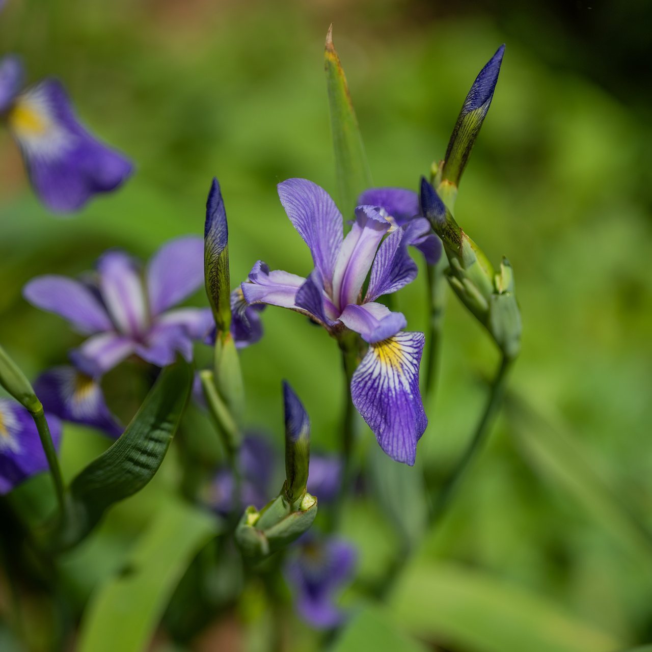 Harlequin Blue Flag (Iris versicolor)