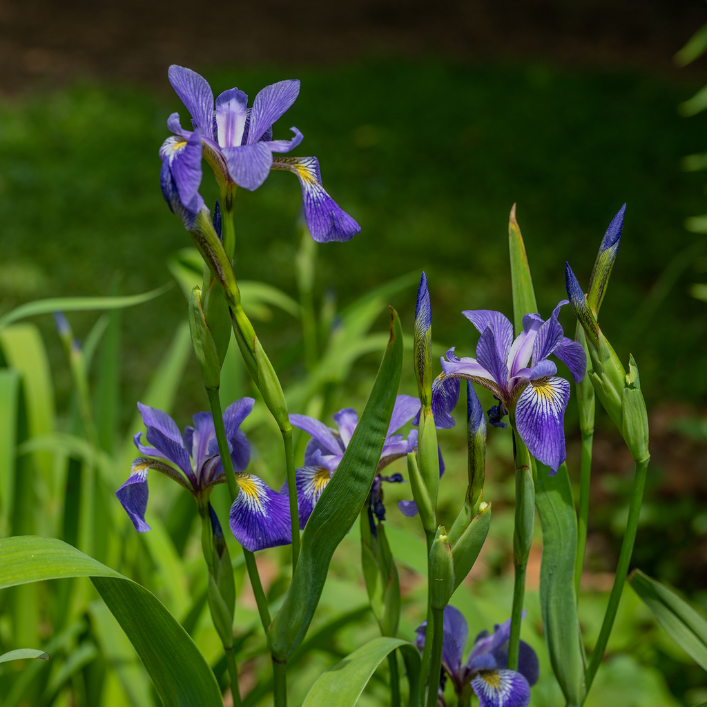 Harlequin Blue Flag (Iris versicolor)