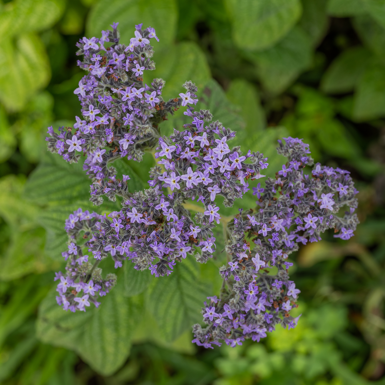 Heliotrope Seeds (Heliotropium arborescens)