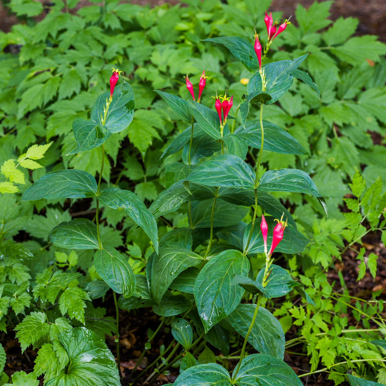 Indian Pink (Spigelia marilandica)