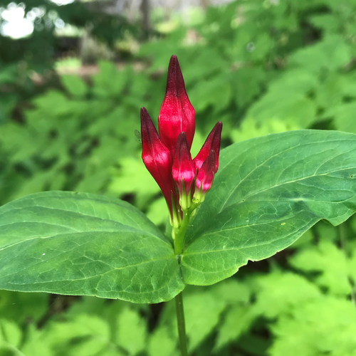 Bare Root Indian Pink (Spigelia marilandica)