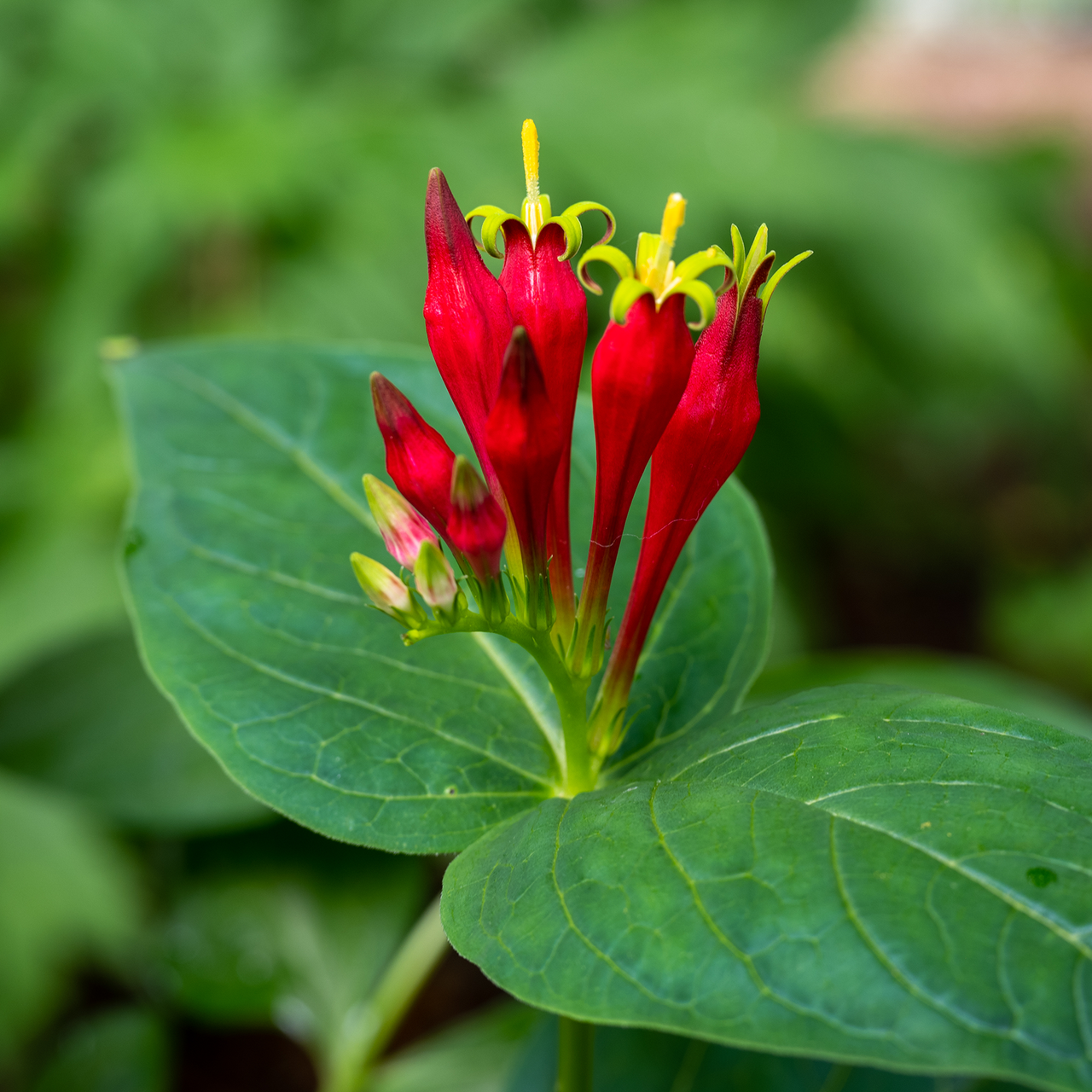 Indian Pink (Spigelia marilandica)