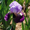 Bare Root Monterey Iris (Iris x germanica cv.)