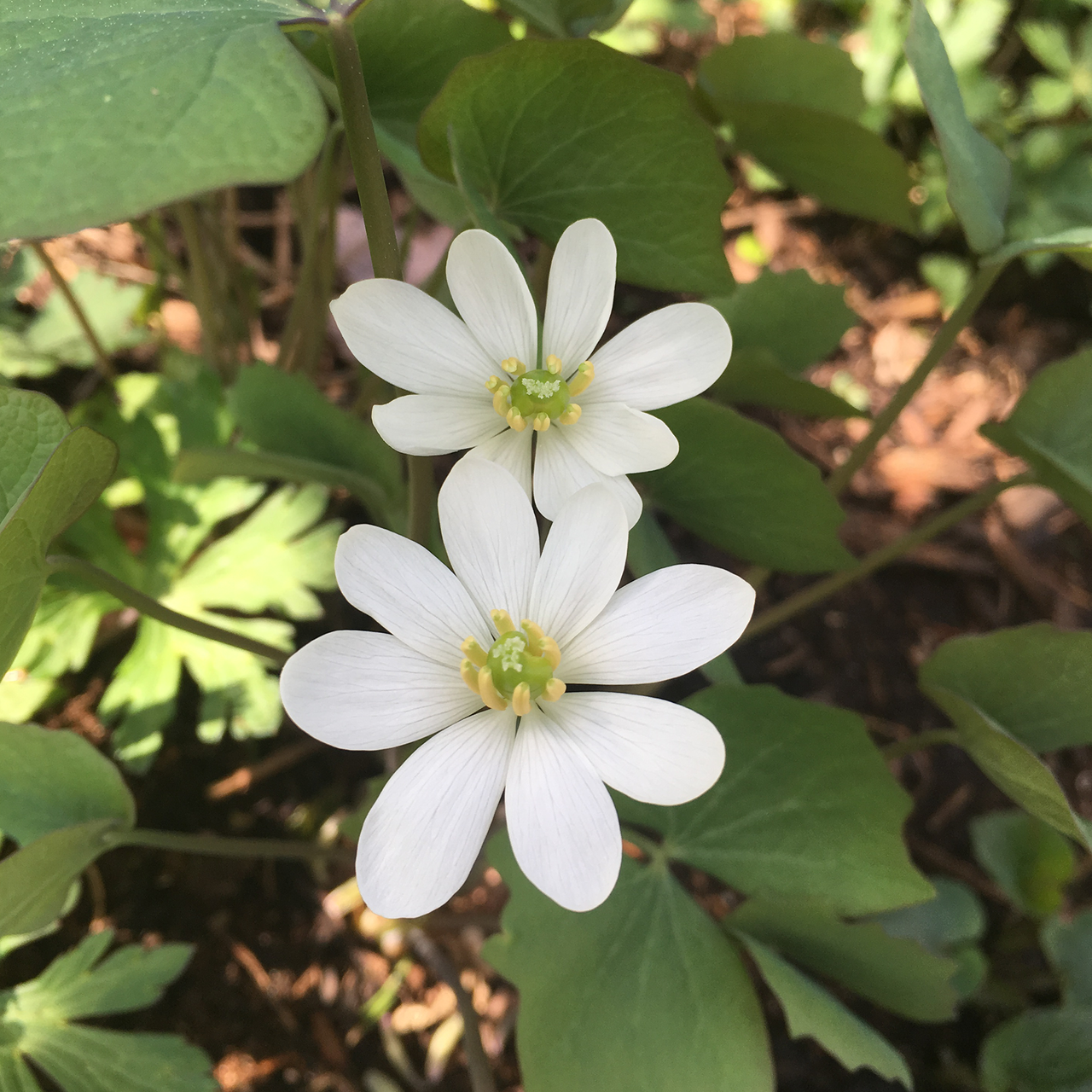 Twinleaf (Jeffersonia diphylla)