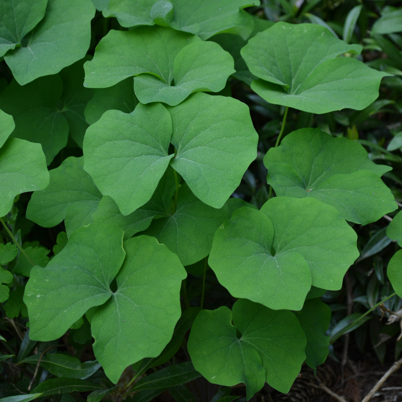 Twinleaf (Jeffersonia diphylla)