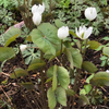 Twinleaf (Jeffersonia diphylla)