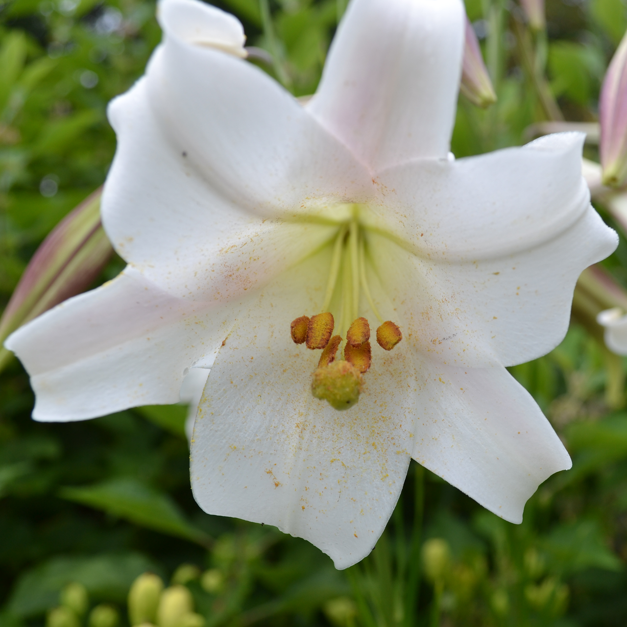 Formosa Lily Seeds (Lilium formosanum)