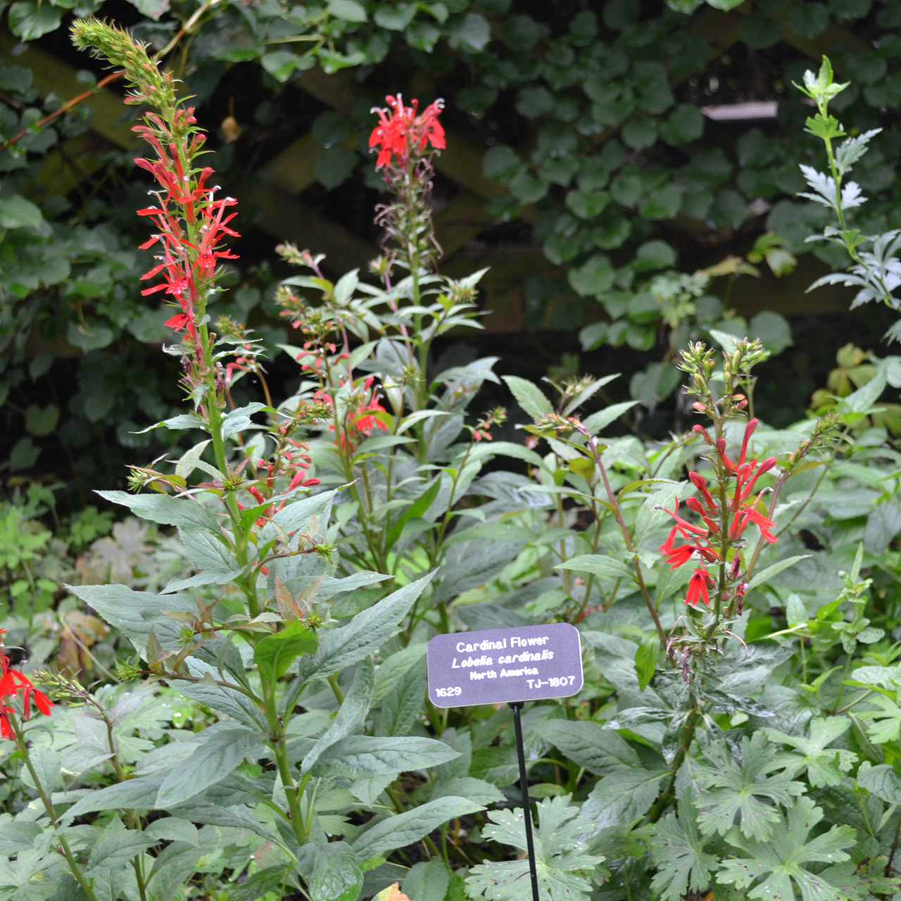 Cardinal Flower (Lobelia cardinalis)