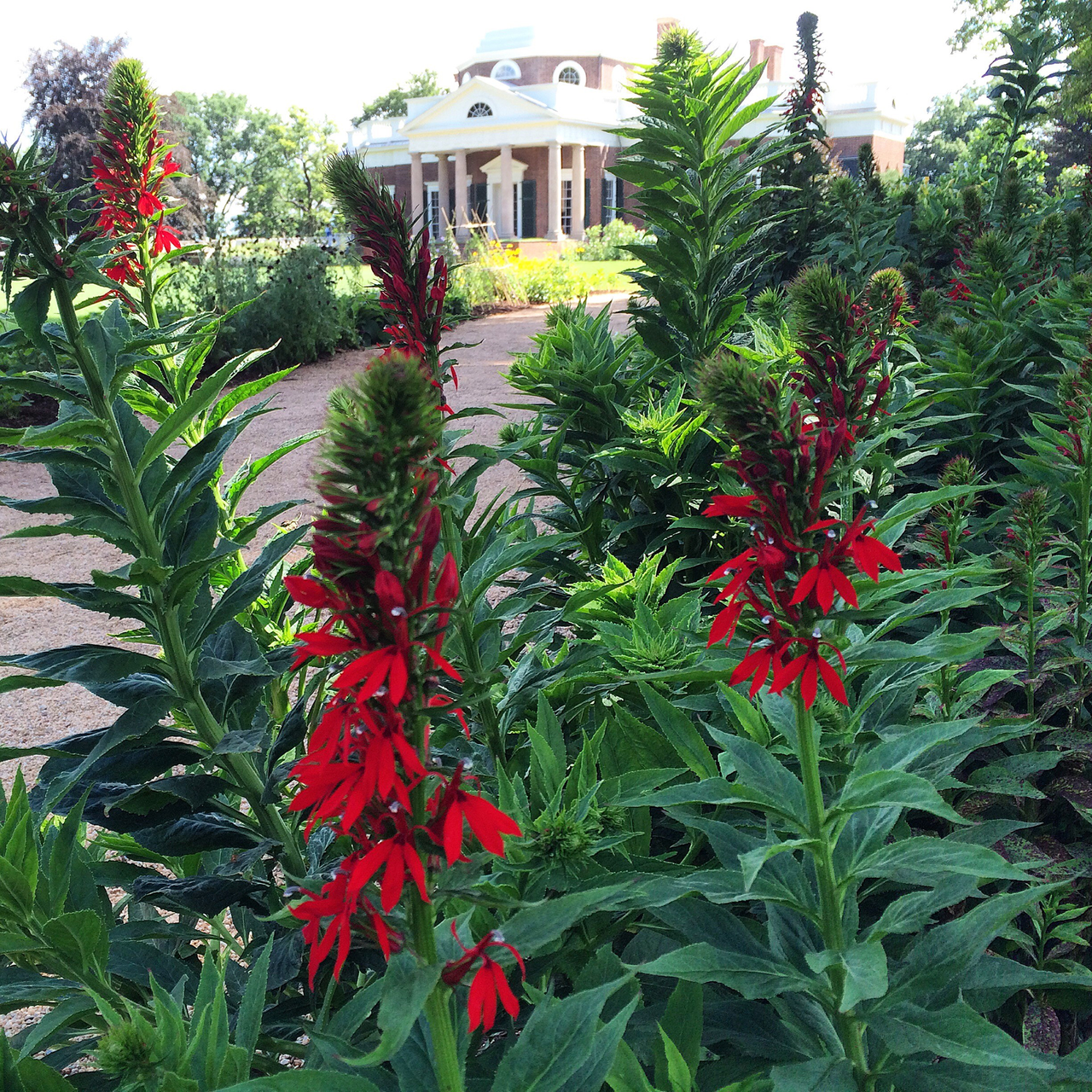 Cardinal Flower (Lobelia cardinalis)