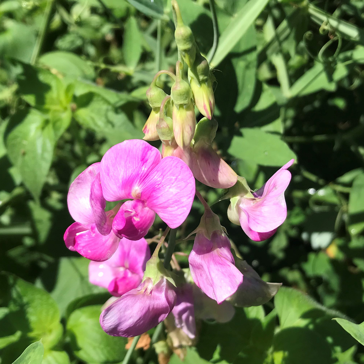 Perennial Pea Seeds (Lathyrus latifolius)