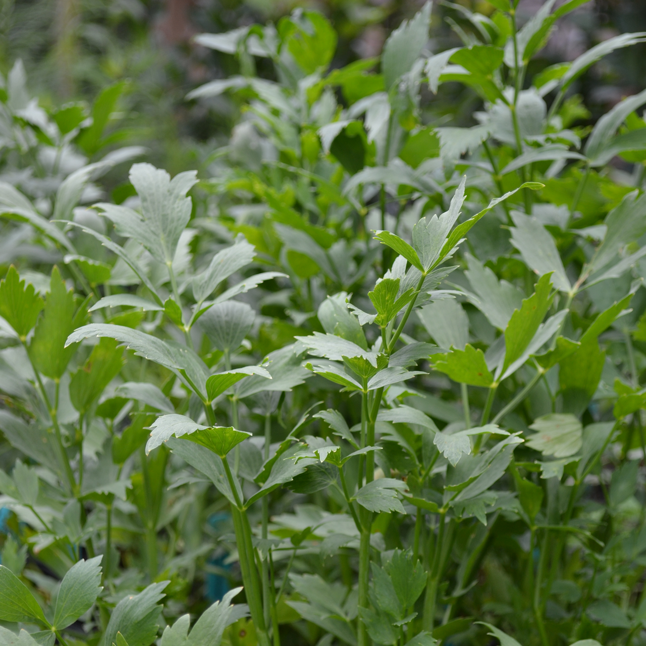 Lovage (Levisticum officinale)