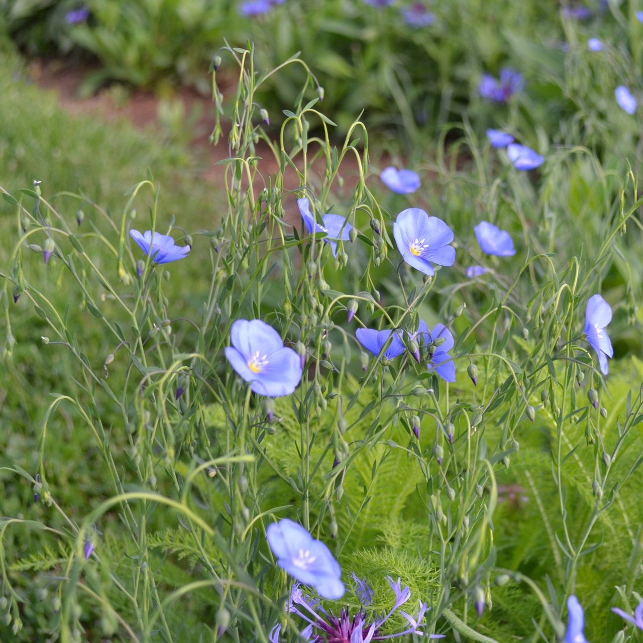 Lewis' Prairie Flax (Linum perenne lewisii)