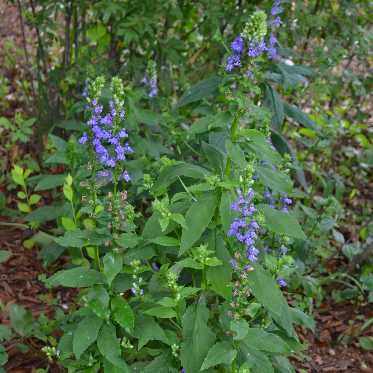 Great Blue Lobelia (Lobelia siphilitica)