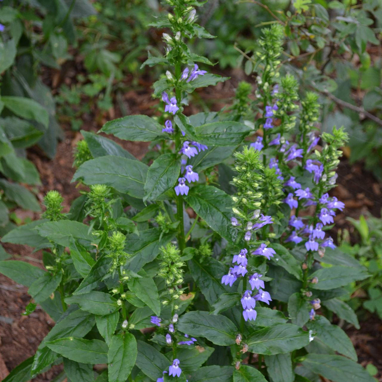 Great Blue Lobelia (Lobelia siphilitica)