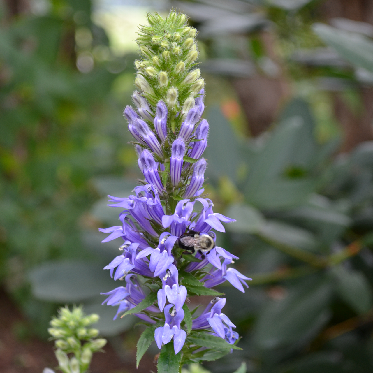 Great Blue Lobelia Seeds (Lobelia siphilitica)