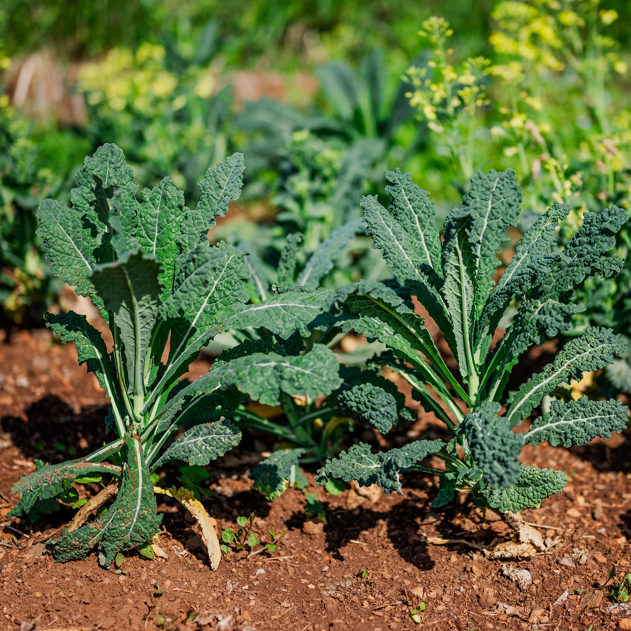 Lacinato Kale Seeds (Brassica oleracea var. acephala cv.)