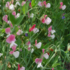 Painted Lady Sweet Pea Seeds (Lathyrus odoratus cv.)