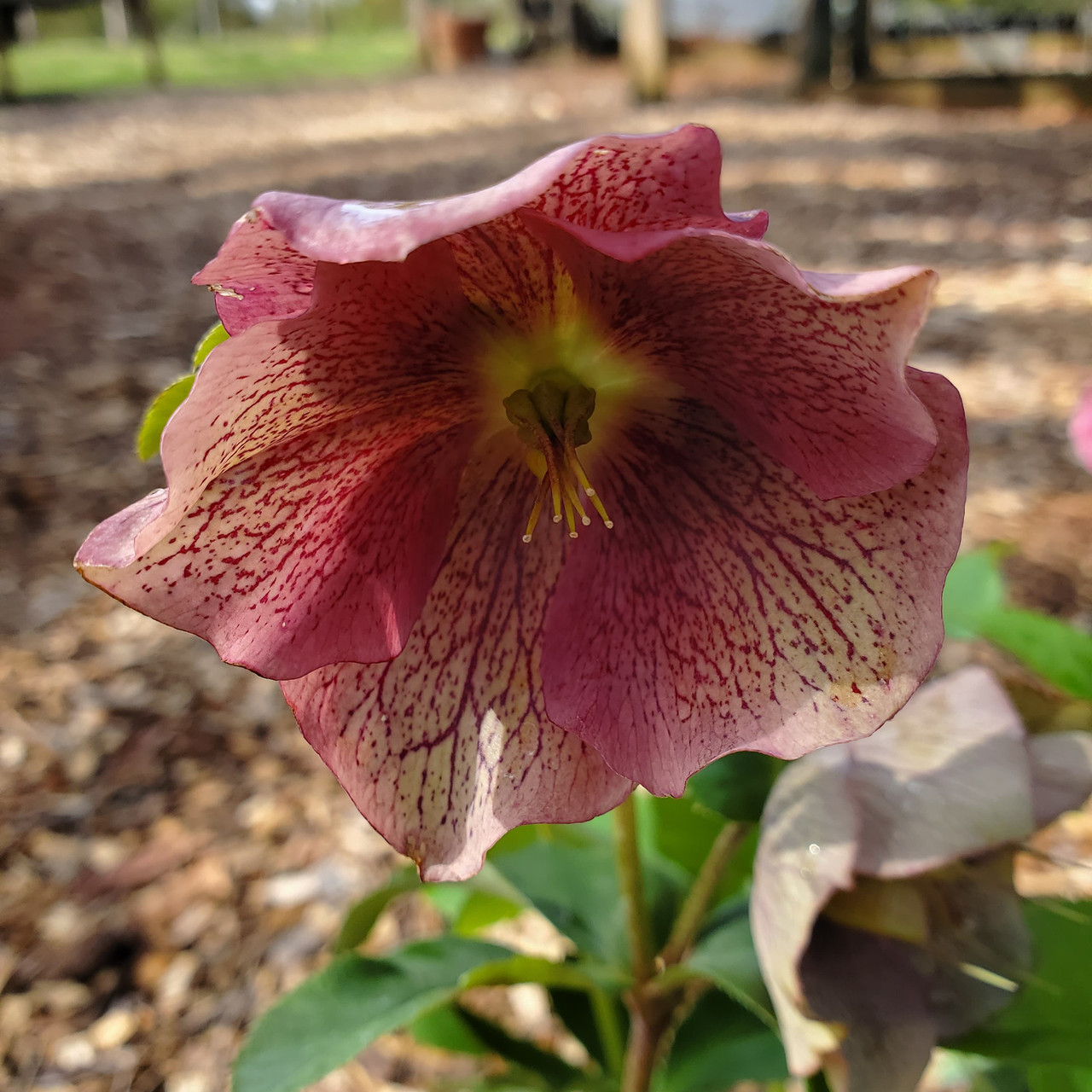 Lenten Rose (Helleborus x hybridus)