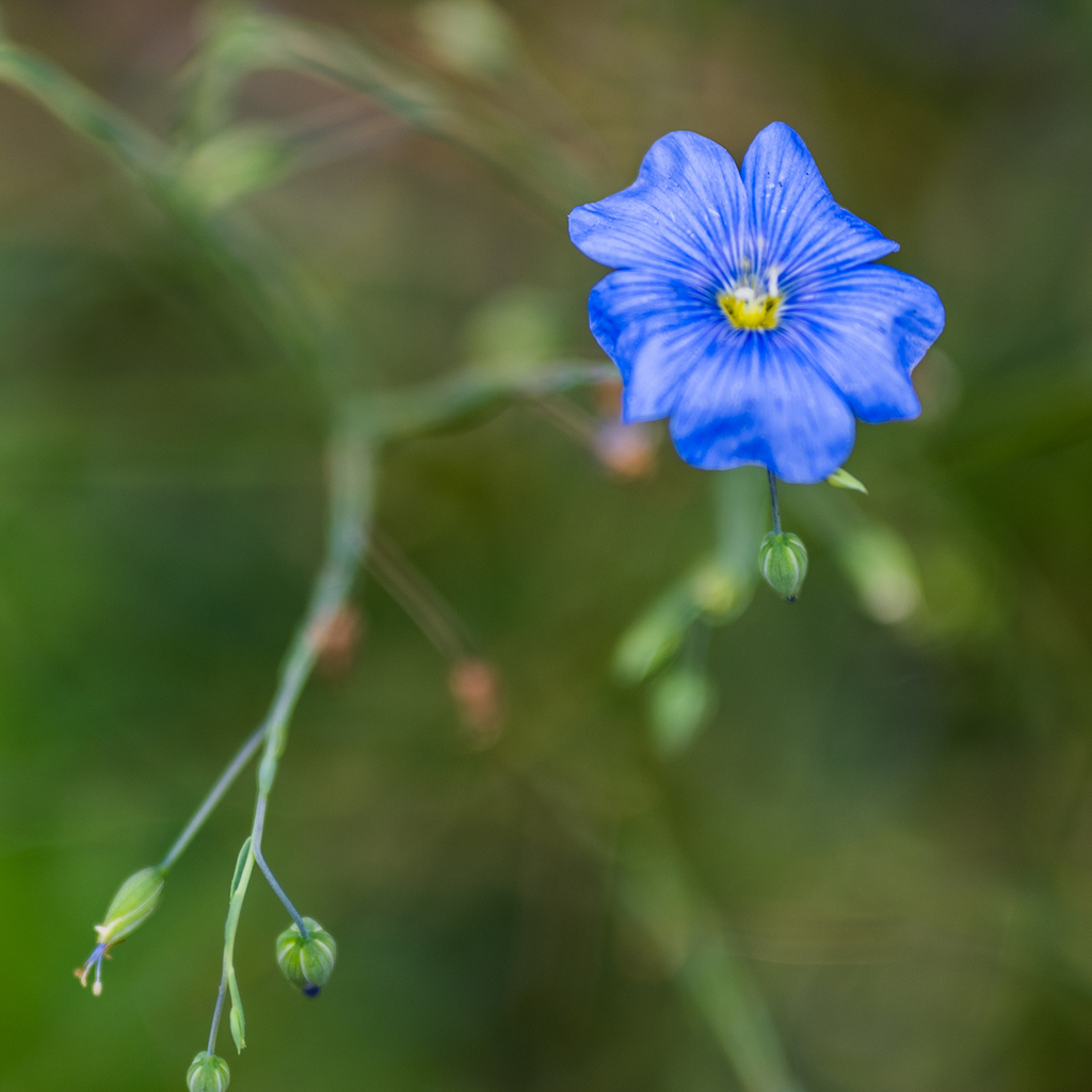 Lewis' Prairie Flax (Linum perenne lewisii)