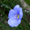 Common Flax Seeds (Linum usitatissimum)