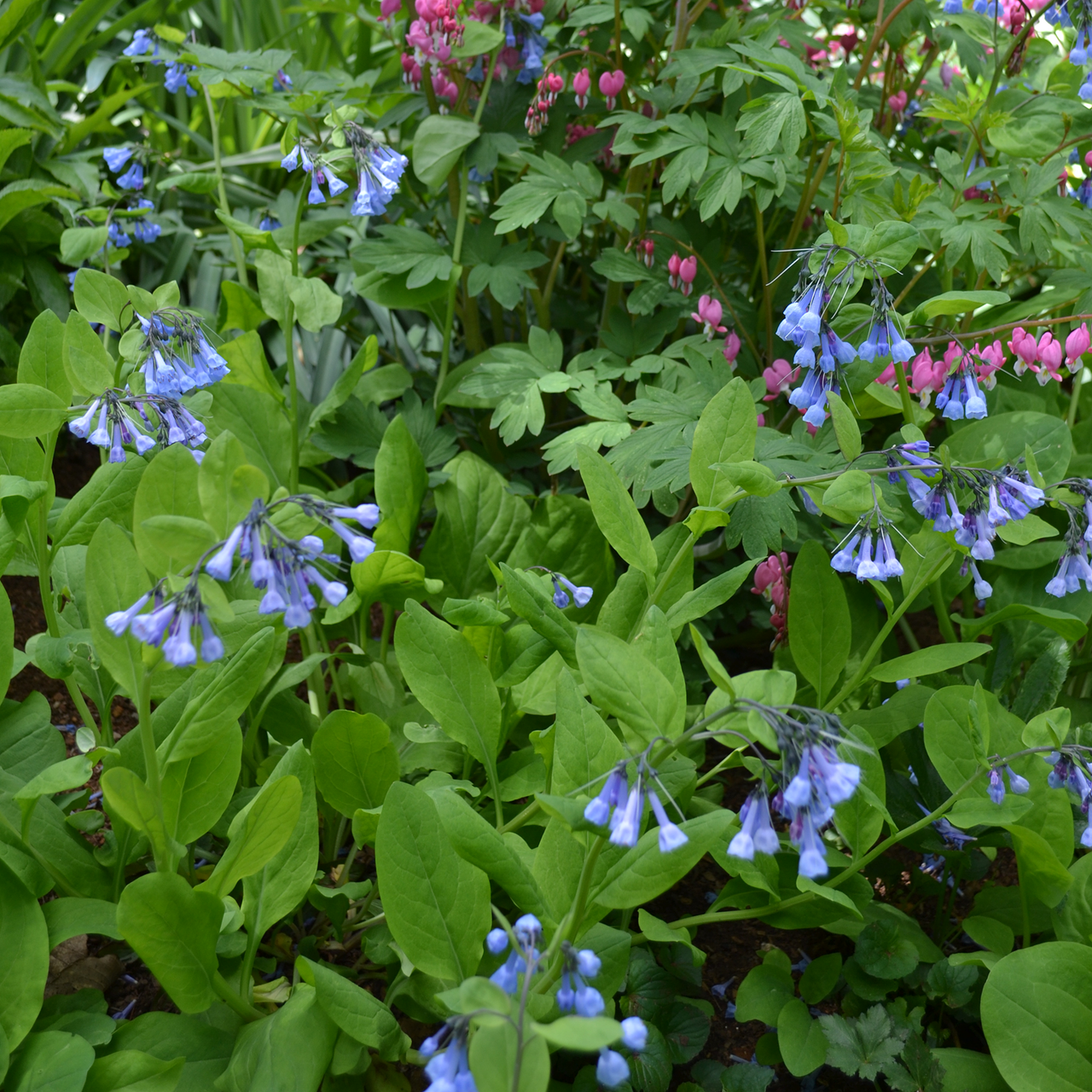 Bare Root Virginia Bluebells (Mertensia virginica)