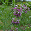 Lemon Bergamot Seeds (Monarda citriodora)