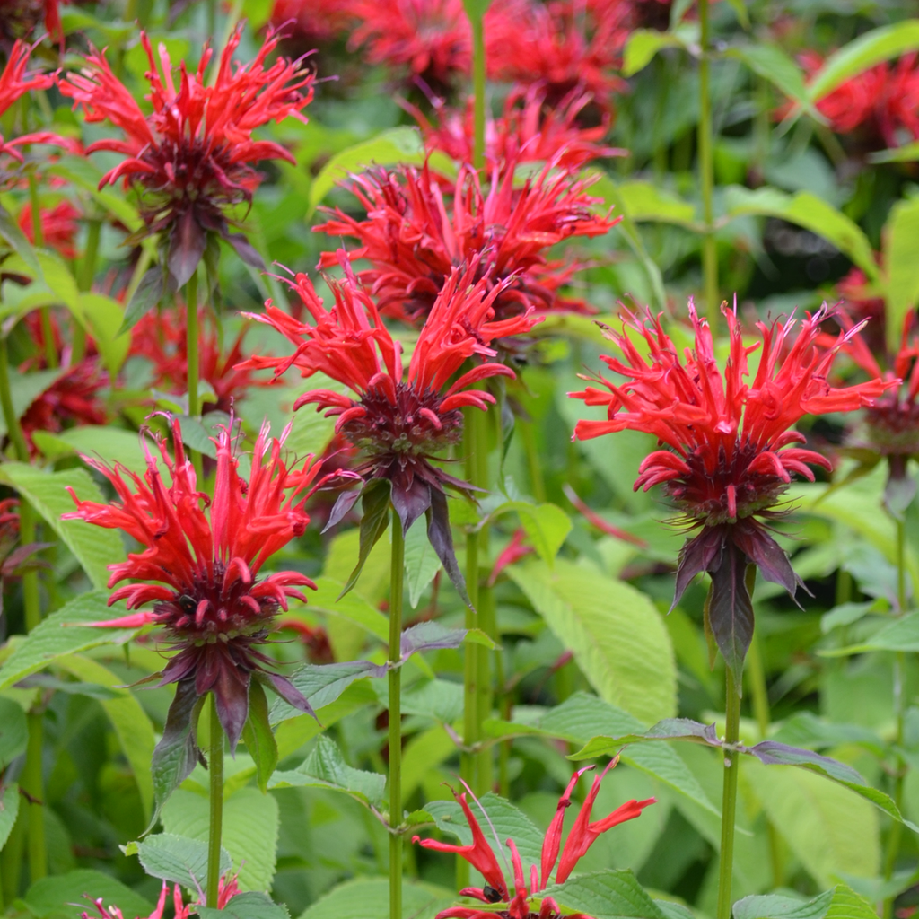 Bee Balm (Monarda didyma)