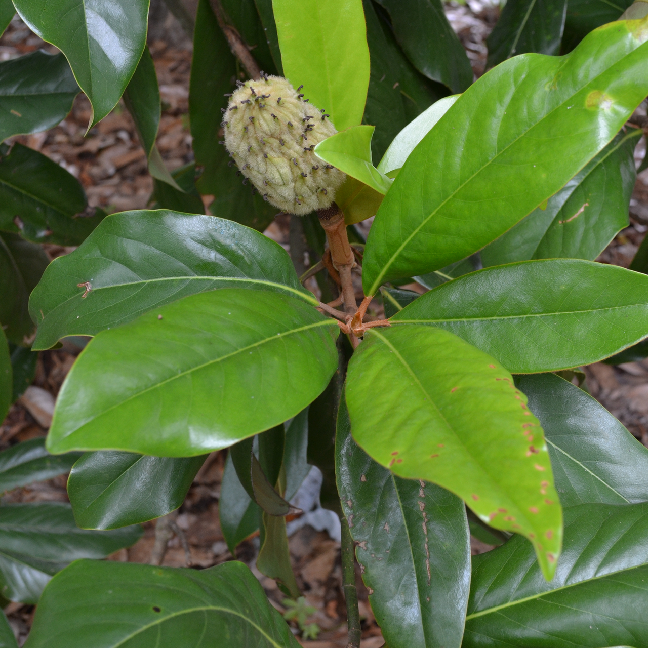 Southern Magnolia (Magnolia grandiflora)