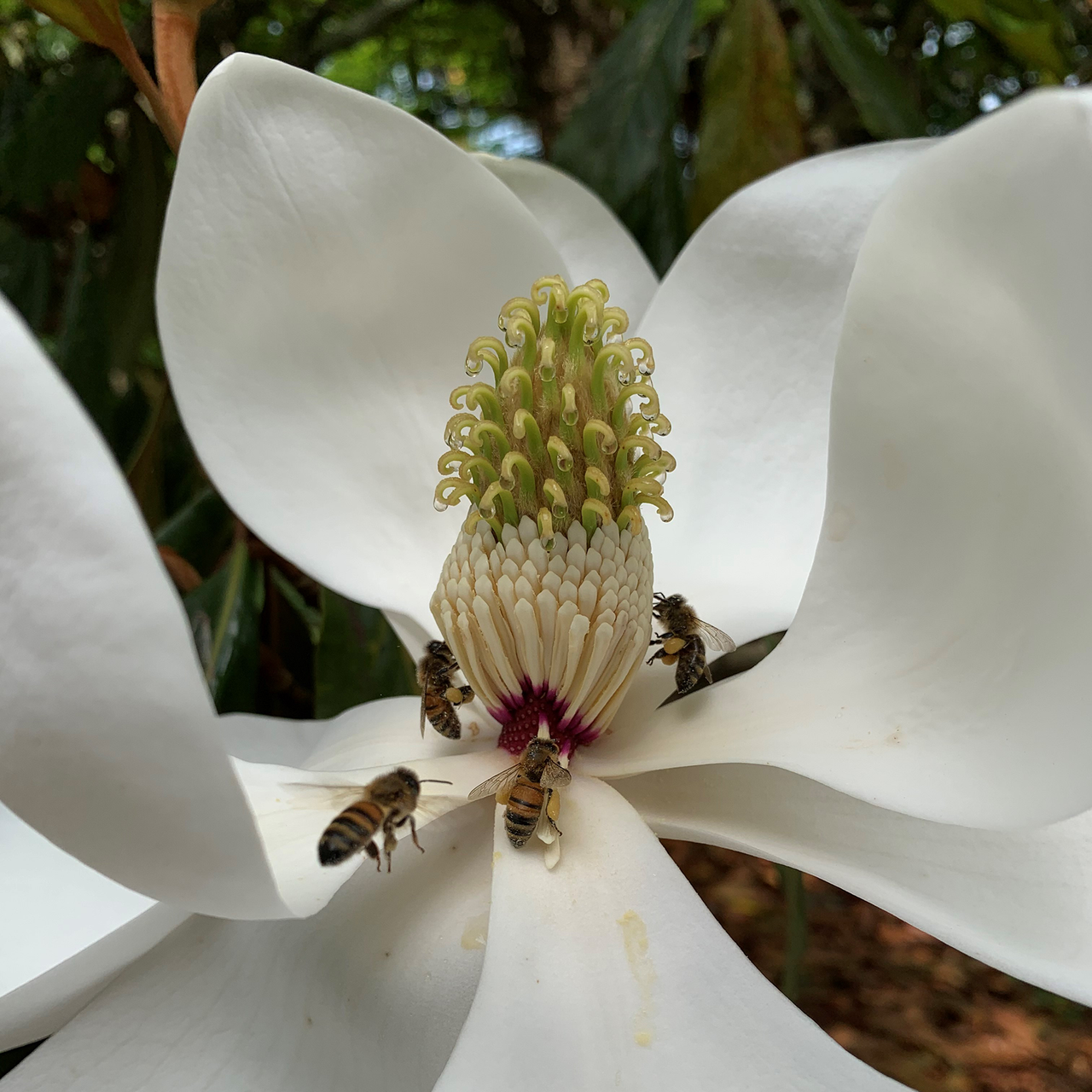 Southern Magnolia (Magnolia grandiflora)