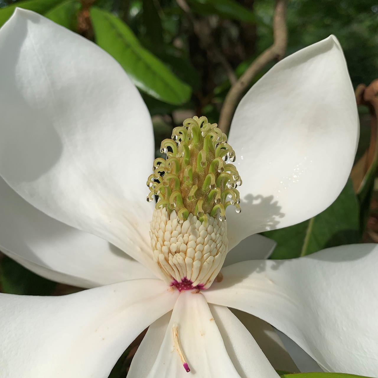 Southern Magnolia (Magnolia grandiflora)