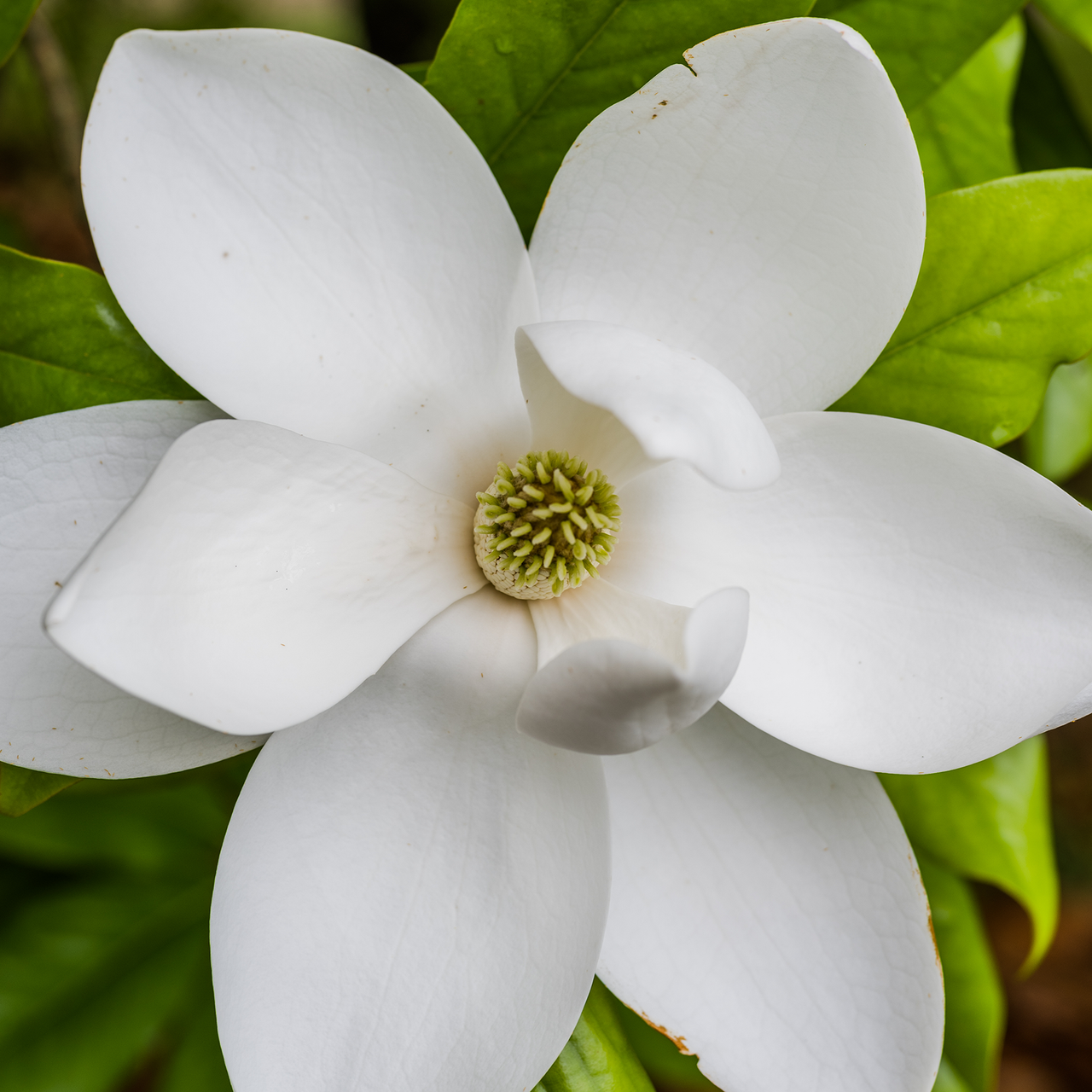 Southern Magnolia (Magnolia grandiflora)