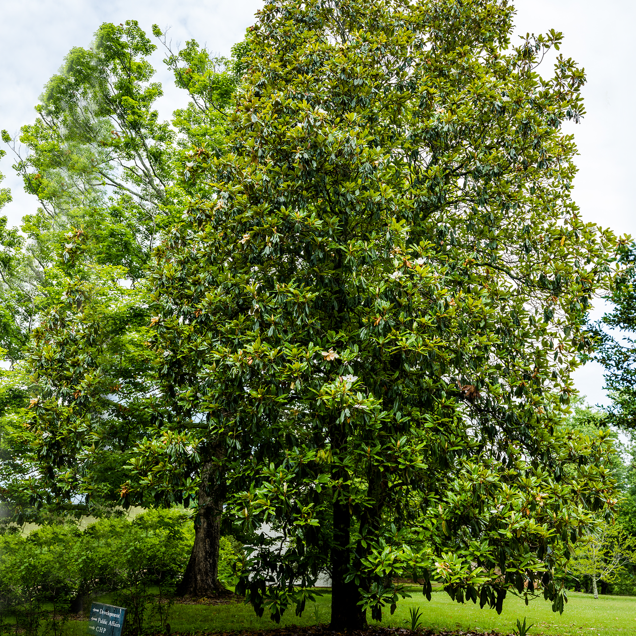 Southern Magnolia (Magnolia grandiflora)