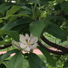 Bare Root Sweet Bay Magnolia (Magnolia virginiana)