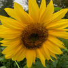 Mammoth Russian Sunflower Seeds (Helianthus annuus cv.)