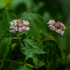 Bare Root Mapleleaf Viburnum (Viburnum acerifolium)