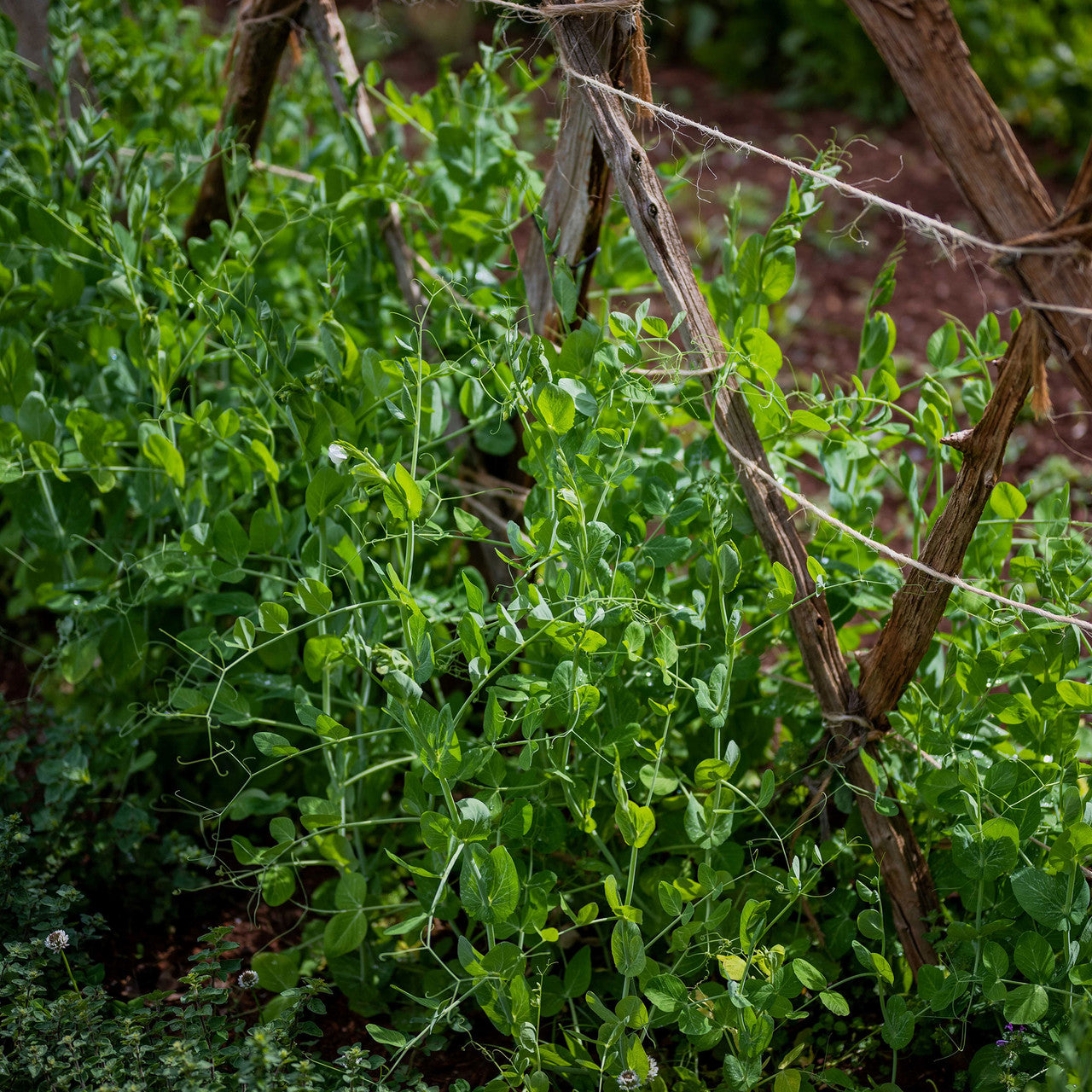 Marrowfat Pea Seeds (Pisum sativum var. medullare)