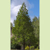 Bare Root Dawn Redwood (Metasequoia glyptostroboides)