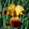 Miss Aravilla Iris (Iris x germanica cv.)