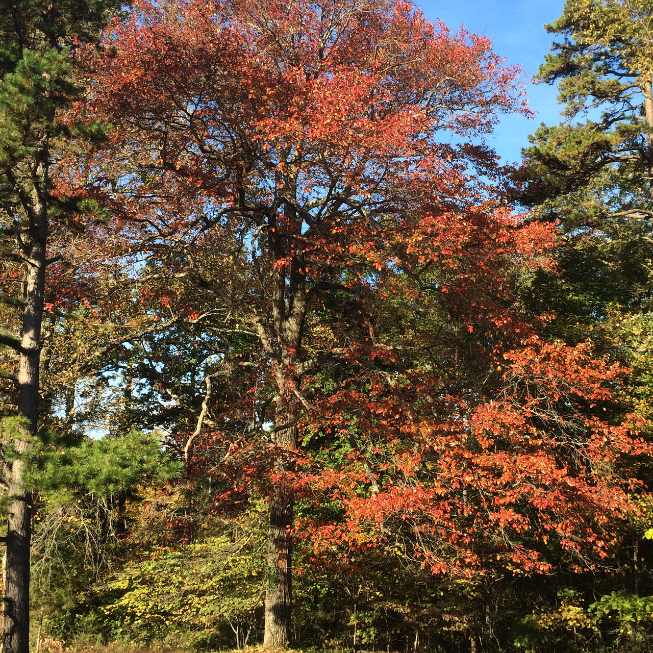 Bare Root Black Gum (Nyssa sylvatica)