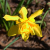 Double Campernelle (Narcissus x odorus 'Plenus')