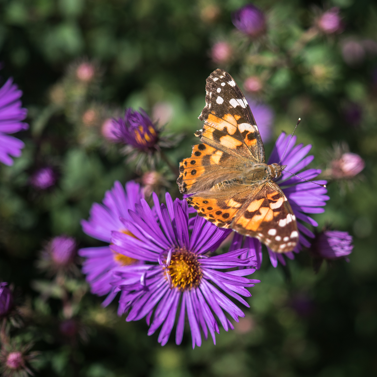 New England Aster (Symphyotrichum novae-angliae)