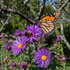 New England Aster (Symphyotrichum novae-angliae)