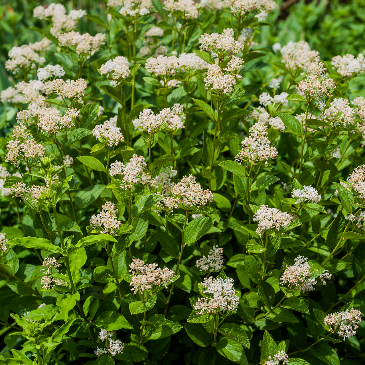 Bare Root New Jersey Tea (Ceanothus americanus)