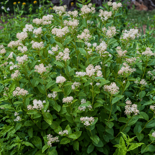 Bare Root New Jersey Tea (Ceanothus americanus)