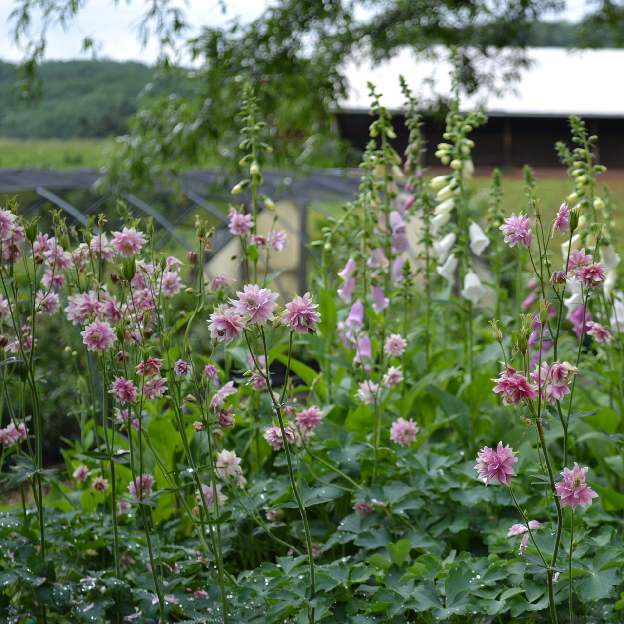 Nora Barlow Columbine (Aquilegia vulgaris cv.)