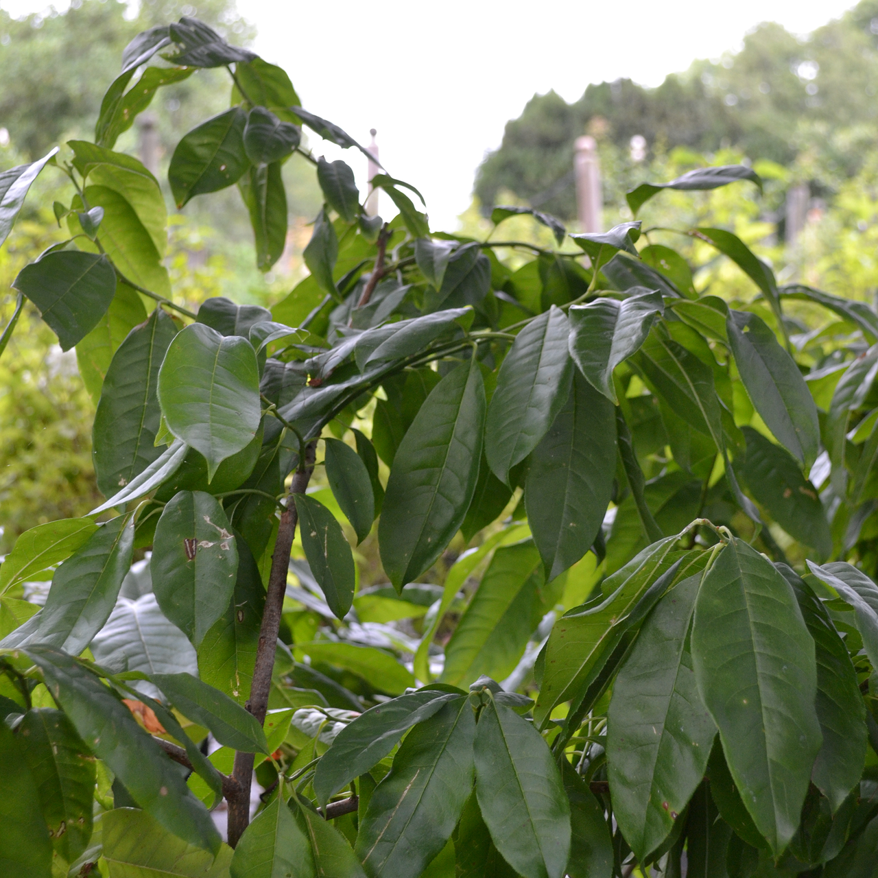 Bare Root Sourwood (Oxydendrum arboreum)