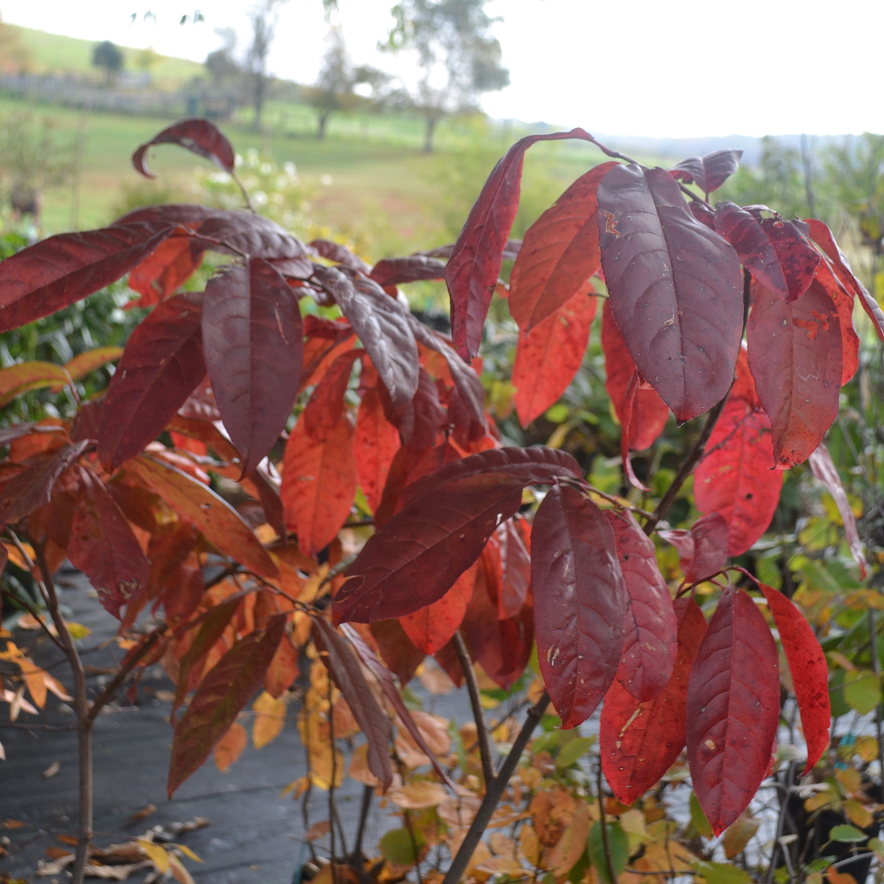 Bare Root Sourwood (Oxydendrum arboreum)